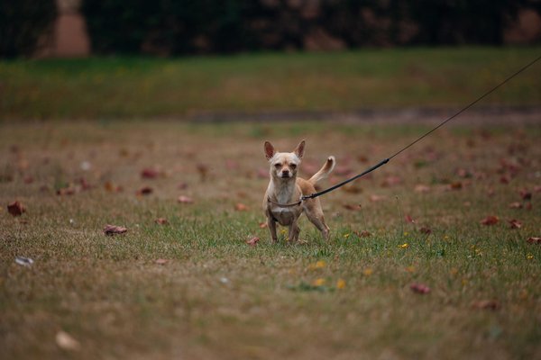 Effektive Techniken zur Optimierung deiner Mountainbike-Downhill-Rennen-Vorbereitung: Fokus auf technisches Training